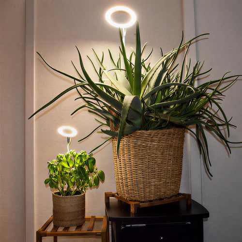Jiubiaz Lampe Horticole 30W Tasmor Lampe Plante Intérieur 60 LEDs à 360° Lampes de Croissance Jiubiaz Lampe Horticole 30W Tasmor Lampe Plante Intérieur 60 LEDs à 360° Lampes de Croissance